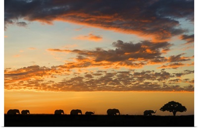 Herd of African elephants at sunrise