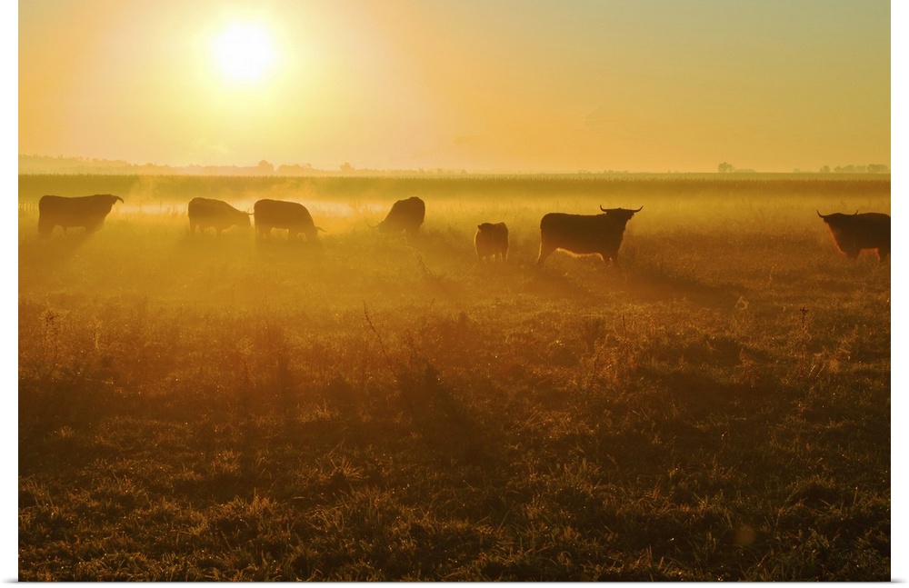 Herd of bull in field at sunset.