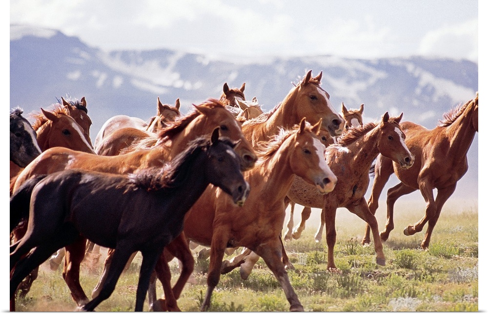 Landscape photograph on a big canvas of a large herd of horses trotting through a vast field in Fairplay, Colorado.  Snow ...