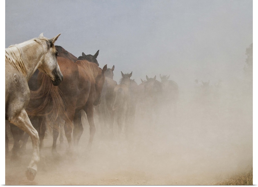 White horse stands among herd of wild horses galloping in cloud of dust in Almonte, Huelva.