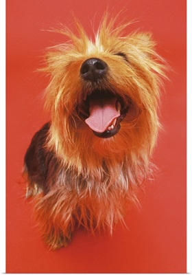 high angle view of a Yorkshire terrier sitting with its mouth open and looking up