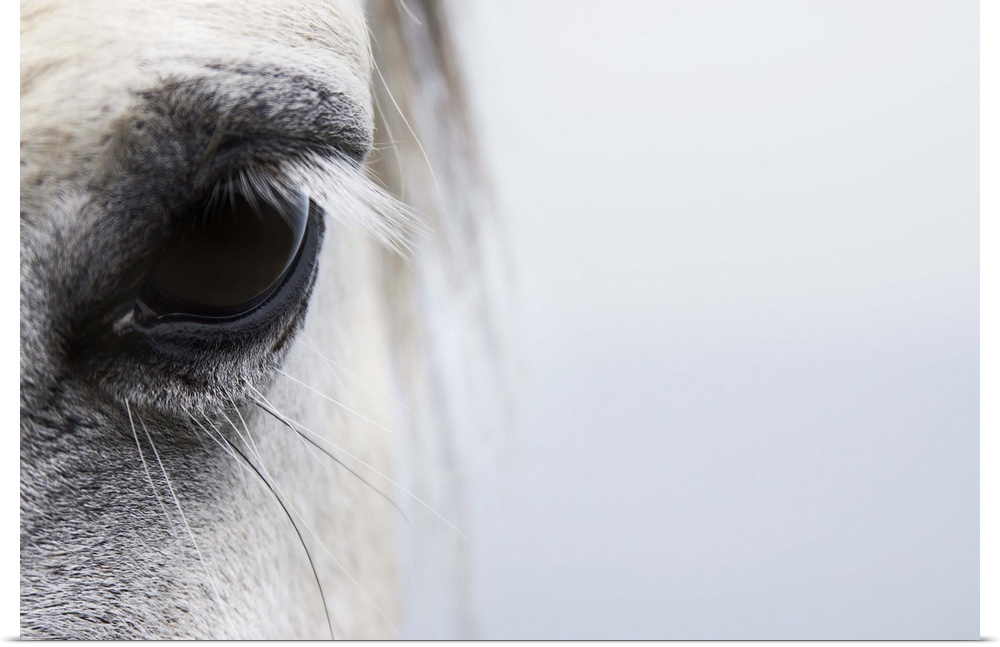 Equine empathy, trust and friendship