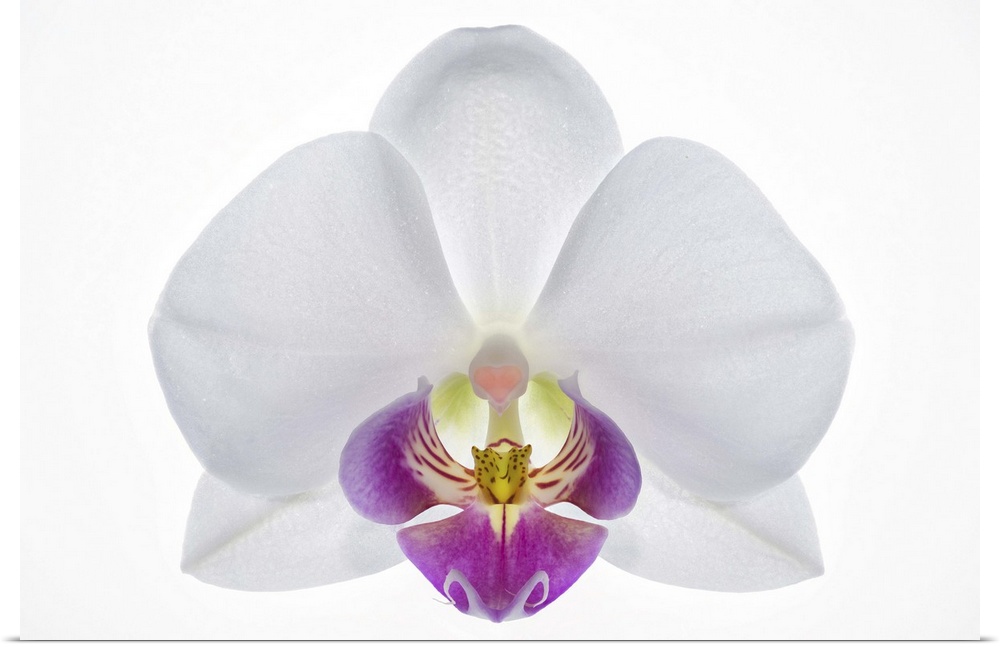 Latin name: Phalaenopsis. A white orchid with a heart shaped callus.