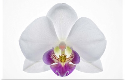Highly detailed close-up of an orchid, on white