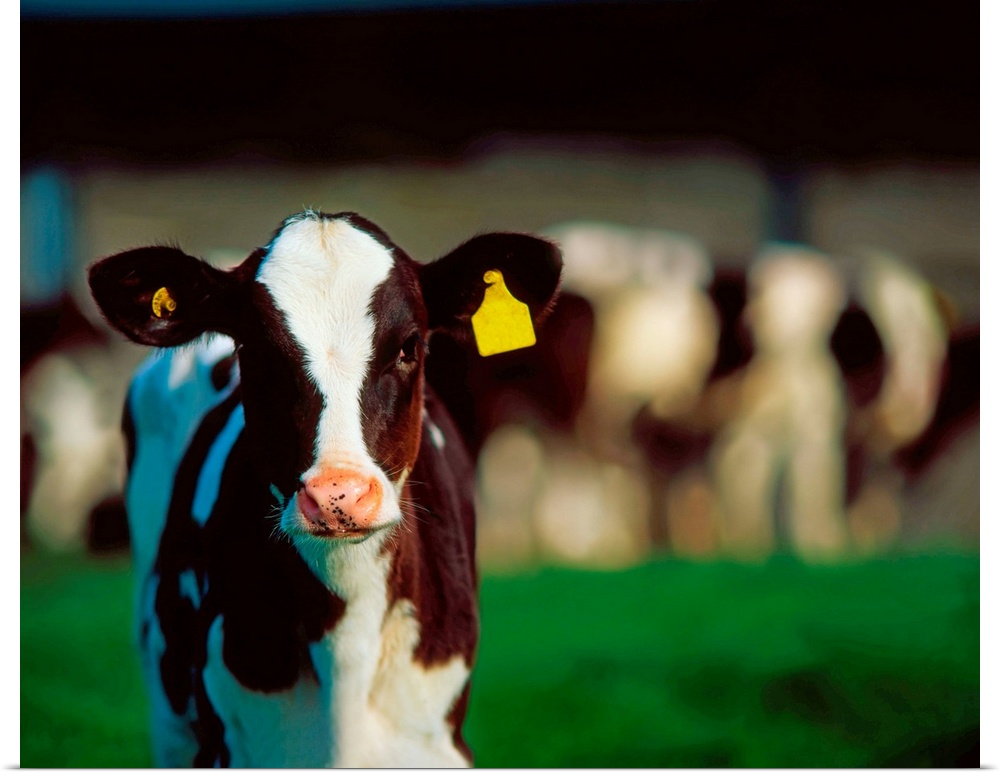 Holstein-Friesian calf