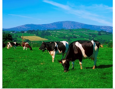 Holstein-Friesian cows near Borris, County Carlow, Ireland