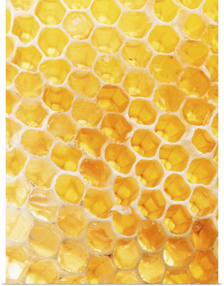 Honeycomb Closeup