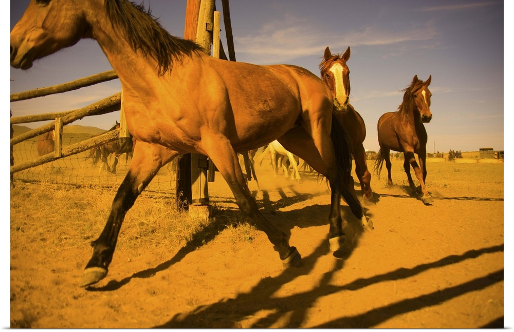 Horse drive, horses returning to a corral