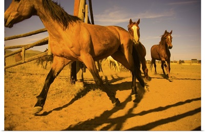 Horse drive, horses returning to a corral