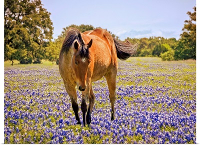 Horse In A Field Of Texas Bluebonnets