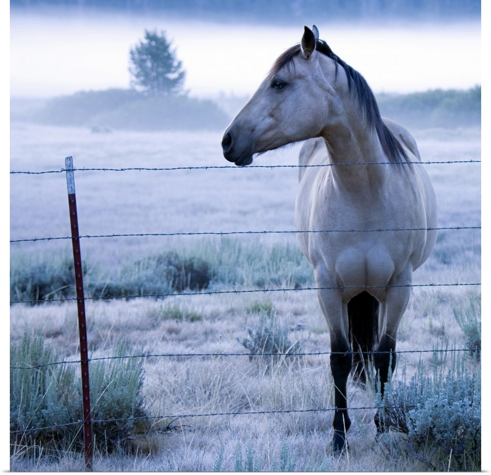 Horse in hazy field
