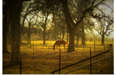 Horse in morning sun eating grass.