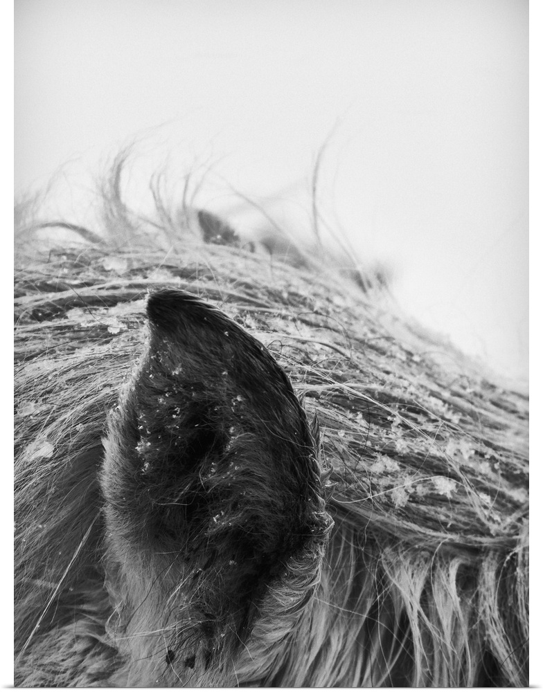 Horse in winter, close-up of ear and mane. Black and white photo.