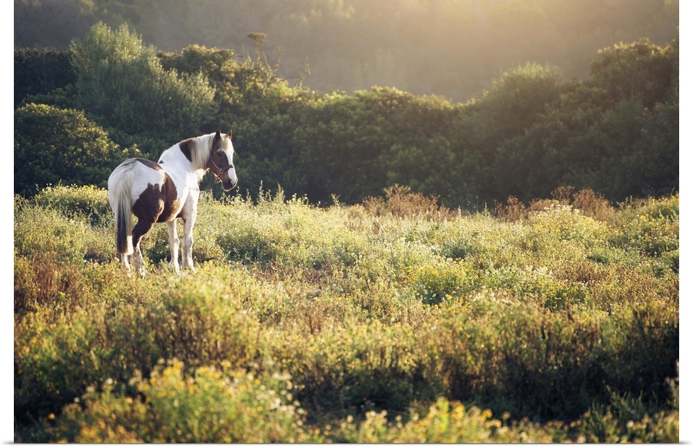 Horse on meadow at sunrise.