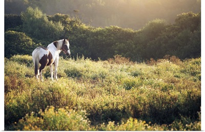 Horse on meadow at sunrise.