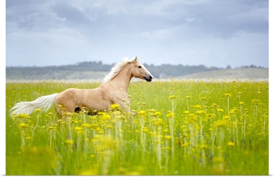 Horse running in field.