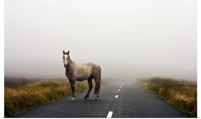 Horse standing on road