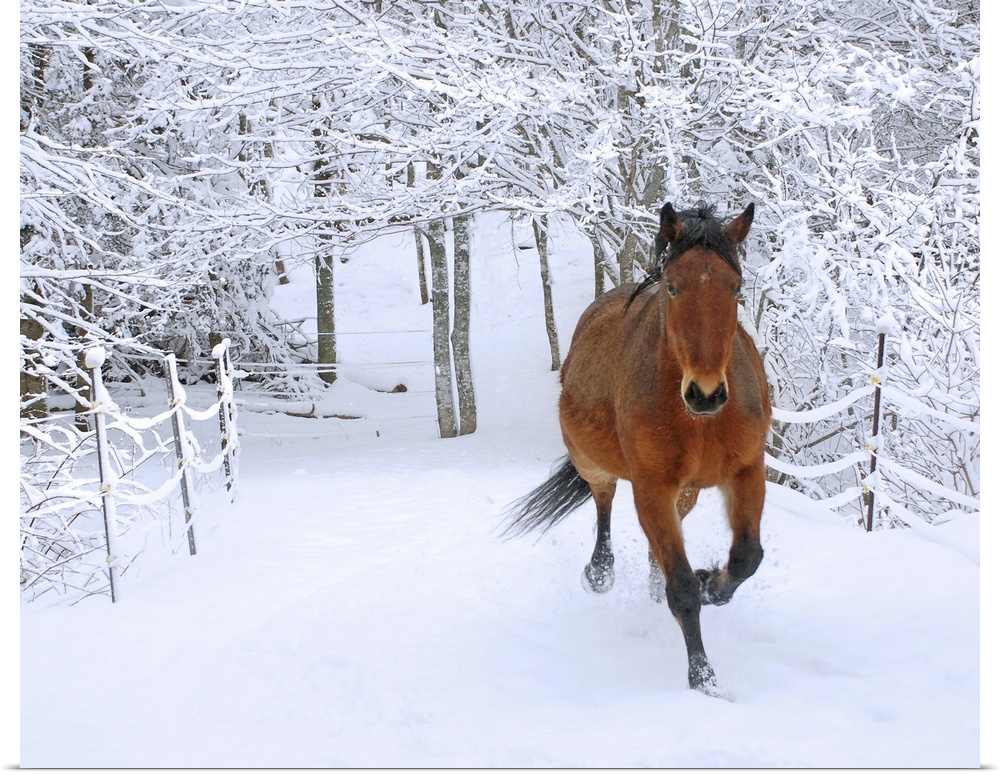 Horse trotting through fresh snow-covered scenery.