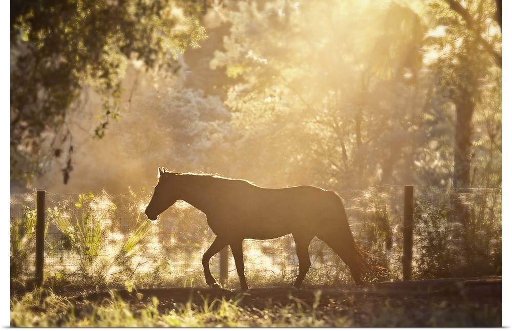 Horse underneath canopy of trees in forest or woods running along fence, backlit by sunset.