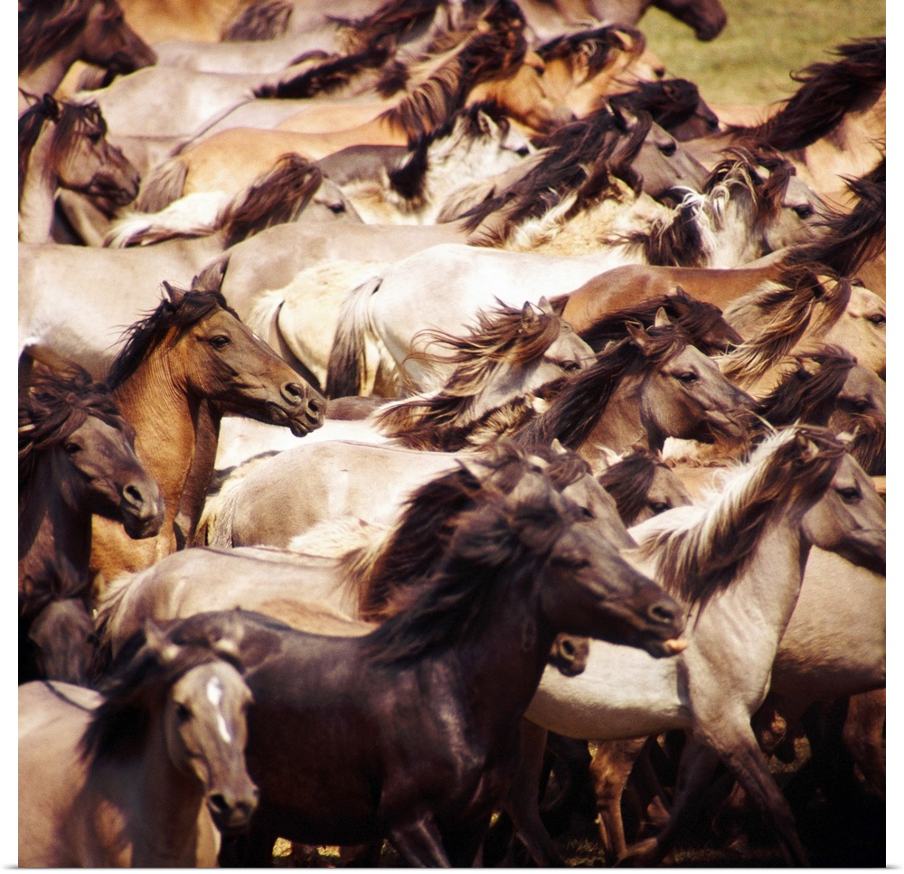 Square photo on canvas of a up close view of a herd of horses running in a field.