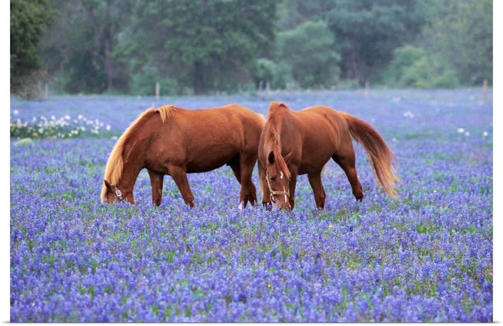 Horses Grazing Among Bluebonnets