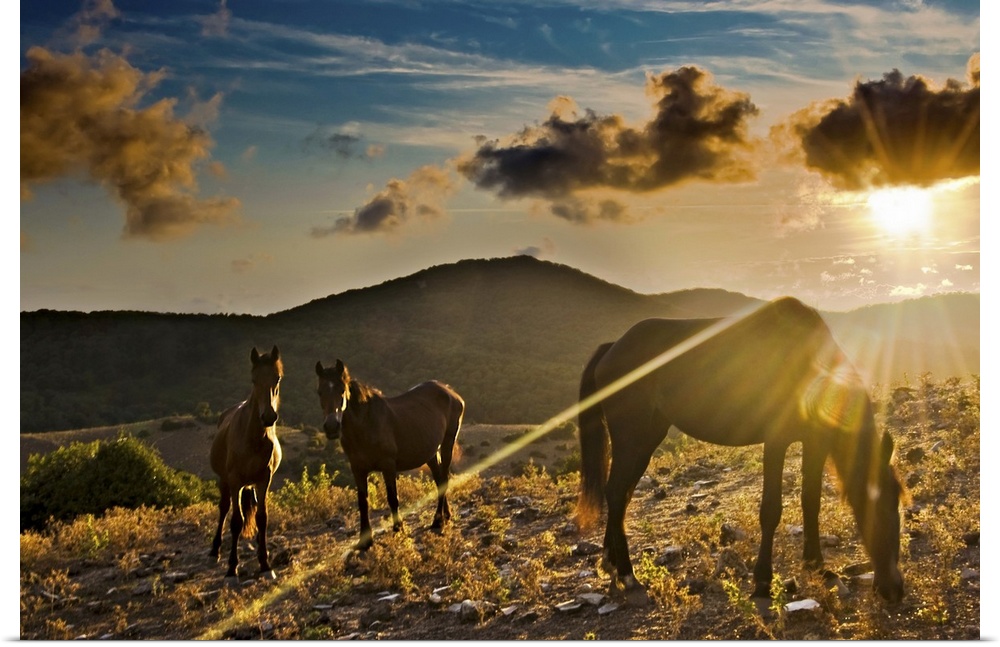 Canvas print of three horses eating grass in a field with a beautiful sunset peeking through clouds with rolling hills below.