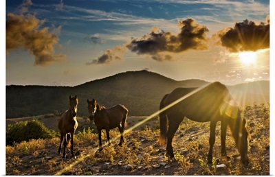 Horses grazing during sunset in Tolfa.
