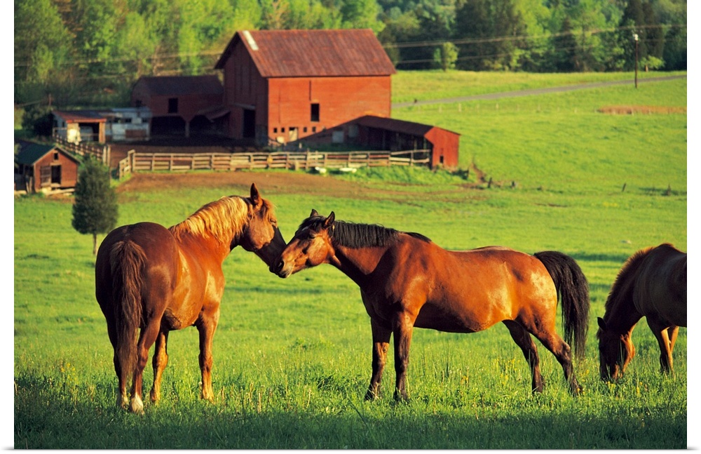 Big canvas photo of two horses nuzzling in a field and another horse grazing with a barn in the background.