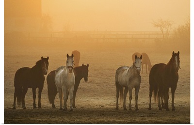Horses in a field on a misty November morning
