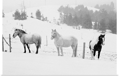 Horses on ranch