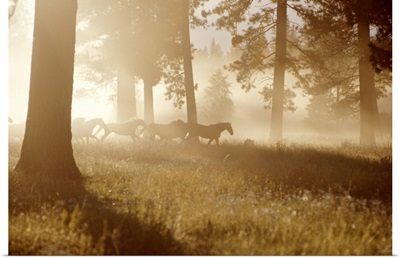 Horses running in forest, early morning mist, side view