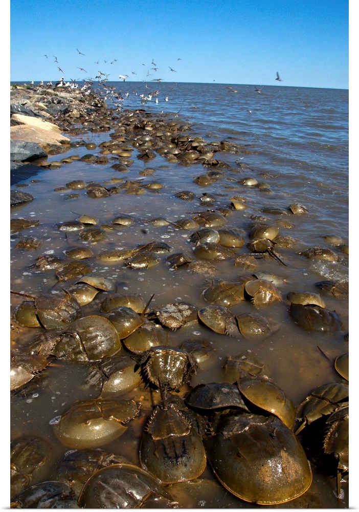 Poster Print Wall Art entitled Horseshoe crabs during migration on ...