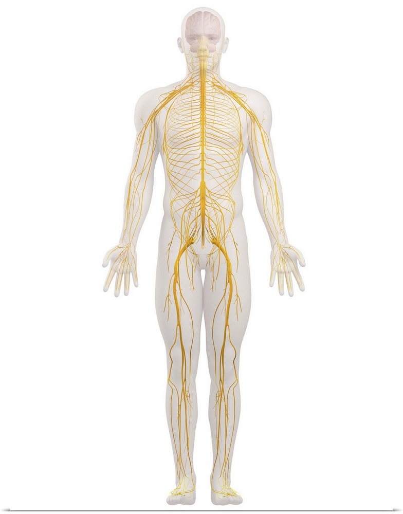 Human nervous system, computer artwork.