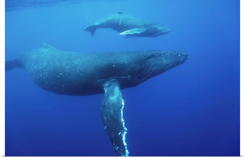 Humpback Whale Cow And Calf Underwater