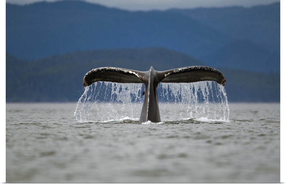 USA, Alaska, Tongass National Forest, Humpback Whale (Megaptera novaengliae) raises its tail while diving in Frederick Sou...