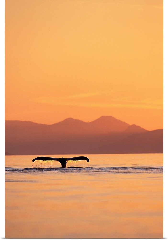 A humpback whale surfaces at sunset along Frederick Sound near Admiralty Island, Alaska. | Location: Near Admiralty Island...