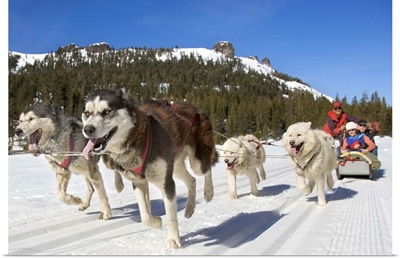 Huskies pulling on the sled near Lake Tahoe