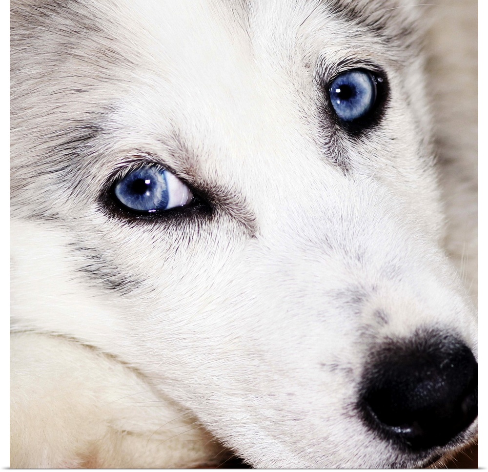 ..husky baby, dog, jung, little, blue eyes, sweet, cute, animal, dog days, dog breeding, dog kennel, dog-tired, puppy, dog...