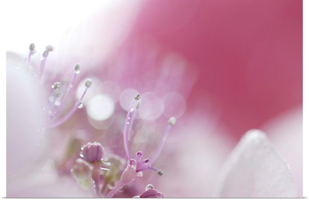 hydrangea flower pink nature pistils beautiful raindrops macro