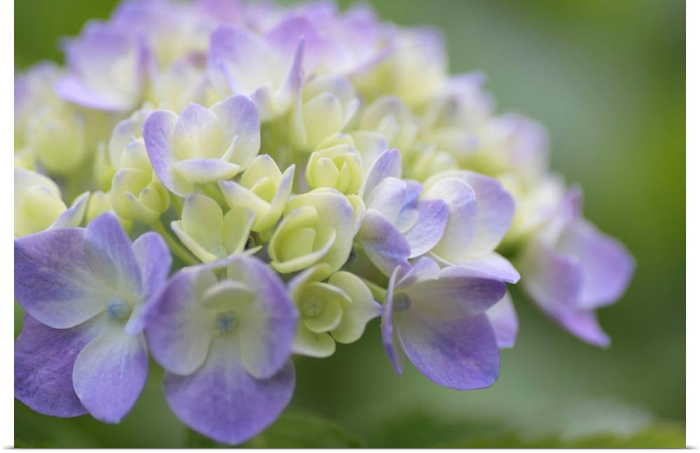 Large, horizontal, close up photograph of Hydrangea flowers on a softly blurred background of green leaves.