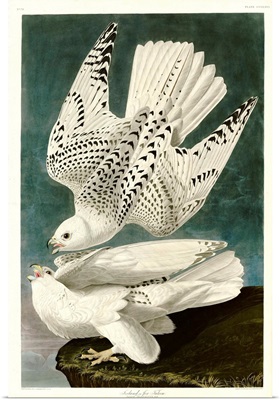 Iceland Or Jer Falcon By John James Audubon