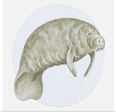 Illustration of a Manatee (Trichechus sp.) underwater