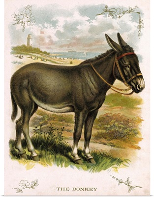 Illustration Of Donkey