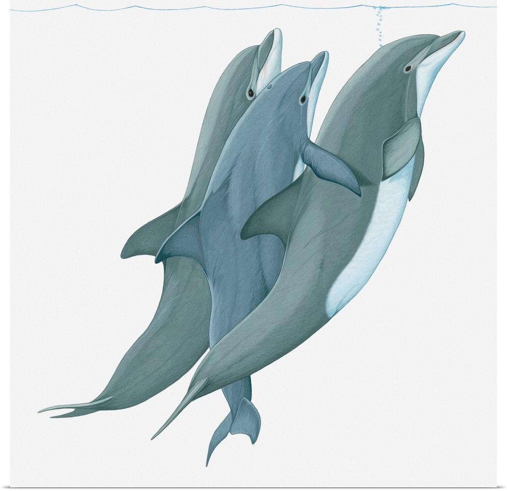 Illustration of two Bottlenose Dolphins (Tursiops) lifting a third dolphin to water surface