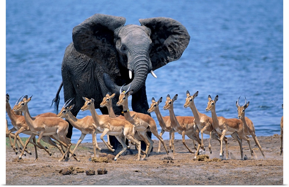 An African elephant chases after Impalas alongside the Chobe River, Botswana.