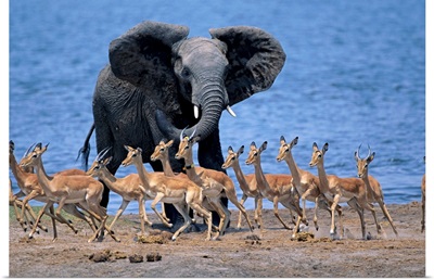 Impalas Running From African Elephant