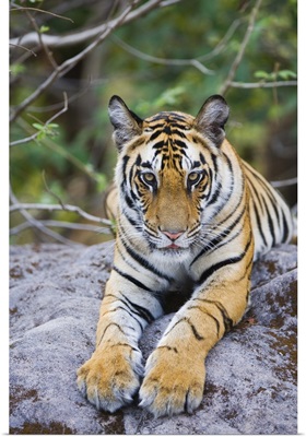 India, Bandhavgarh National Park, tiger cub lying on rock