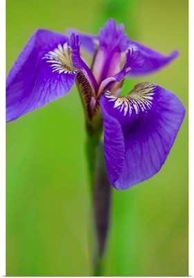 Iris (Iris Germanica)
