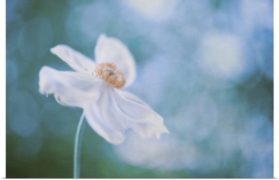 Isolated white cosmos with petals motioned by the wind, against blue bokeh background.