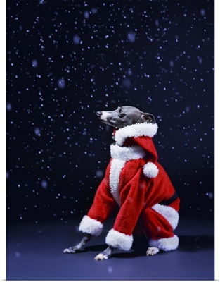 Italian greyhound wearing a Santa Claus suit